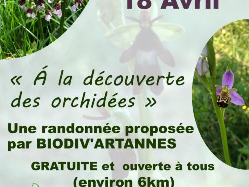 randonnée découverte Orchidées